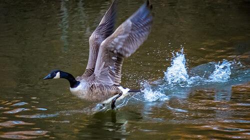 Maryland's Atlantic Population Canada Goose Season Begins Dec. 17